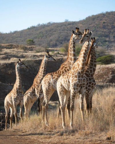 150893426_4042854942402918_2772088902921782372_n-819x1024